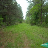 80 ac - Cheap Timberland due to Lease images 5