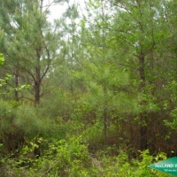 80 ac - Cheap Timberland due to Lease images 6