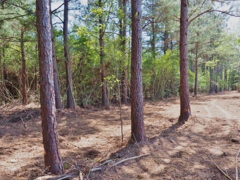 11.8 Acres Land for Sale Mature Trees McComb  Southwest MS featured image