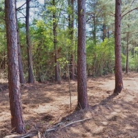 11.8 Acres Land for Sale Mature Trees McComb  Southwest MS