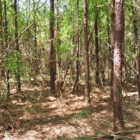 11.8 Acres Land for Sale Mature Trees McComb  Southwest MS images 2