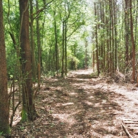 11.8 Acres Land for Sale Mature Trees McComb  Southwest MS images 3