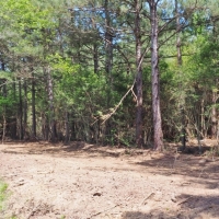 11.8 Acres Land for Sale Mature Trees McComb  Southwest MS images 4