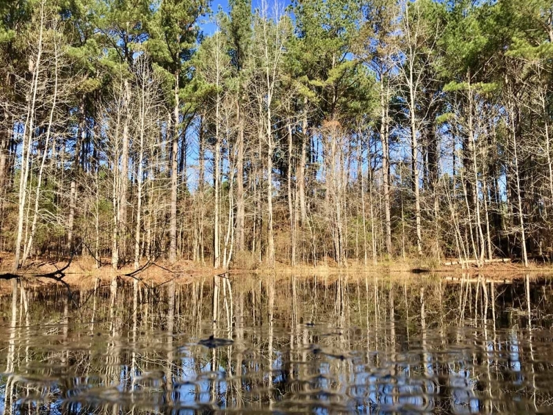 127.5 Acres Hunting Timberland for Sale Grenada County  MS featured image