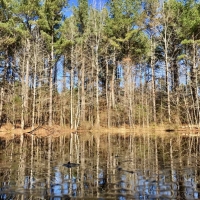 127.5 Acres Hunting Timberland for Sale Grenada County  MS