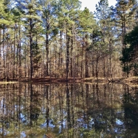 127.5 Acres Hunting Timberland for Sale Grenada County  MS images 2