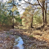 127.5 Acres Hunting Timberland for Sale Grenada County  MS images 3