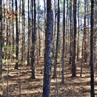 127.5 Acres Hunting Timberland for Sale Grenada County  MS images 4