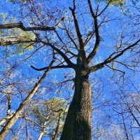 127.5 Acres Hunting Timberland for Sale Grenada County  MS images 5