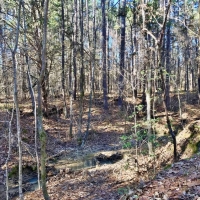 127.5 Acres Hunting Timberland for Sale Grenada County  MS images 6