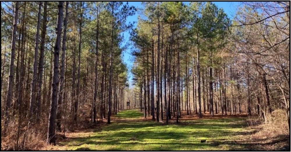 395 Acres in Marshall County in Red Banks  MS featured image