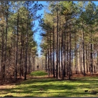 395 Acres in Marshall County in Red Banks  MS