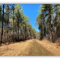 395 Acres in Marshall County in Red Banks  MS images 2