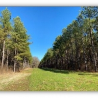 395 Acres in Marshall County in Red Banks  MS images 4