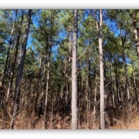395 Acres in Marshall County in Red Banks  MS images 5