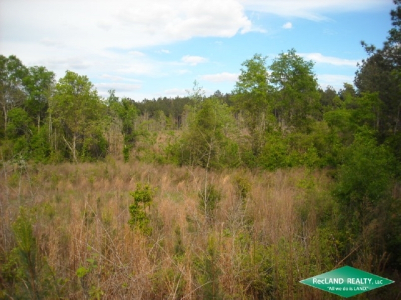 38 ac - Timber and Hunting Tract featured image