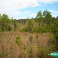 38 ac - Timber and Hunting Tract
