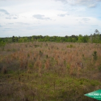 38 ac - Timber and Hunting Tract images 2