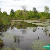 38 ac - Timber and Hunting Tract images 4