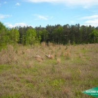 38 ac - Timber and Hunting Tract images 5