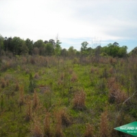 38 ac - Timber and Hunting Tract images 6
