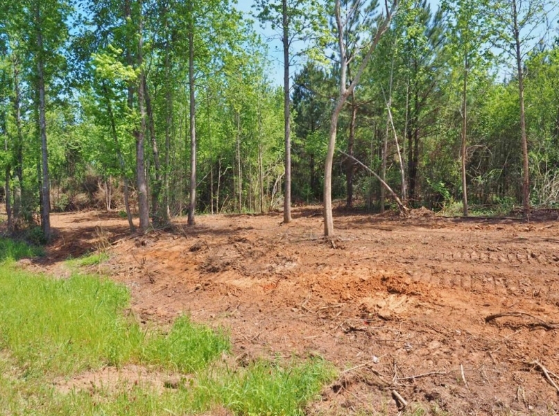 8.97 Acres Timber Land for Sale  McComb  MS featured image