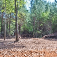 8.97 Acres Timber Land for Sale  McComb  MS images 2