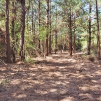 8.97 Acres Timber Land for Sale  McComb  MS images 4