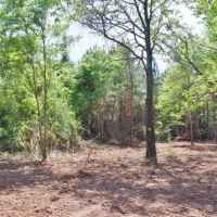 8.97 Acres Timber Land for Sale  McComb  MS images 5