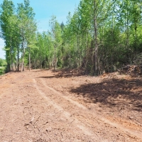 8.97 Acres Timber Land for Sale  McComb  MS images 6