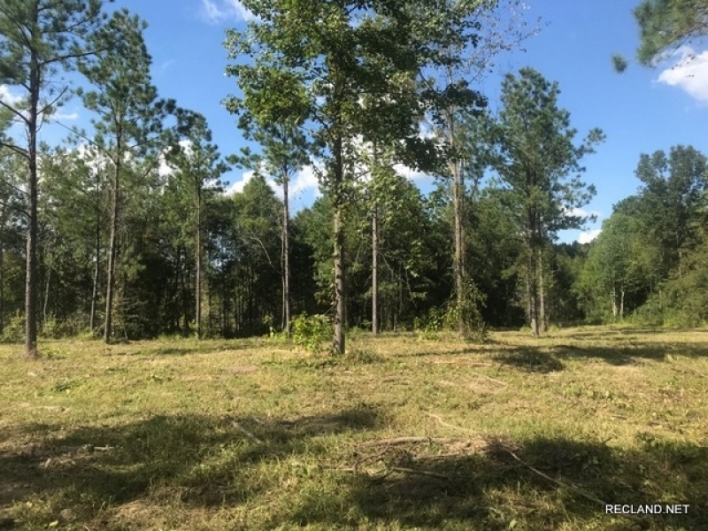 142 ac - Timberland Hunting Tract - PRICE REDUCED featured image