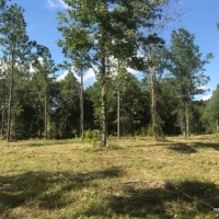 142 ac - Timberland Hunting Tract - PRICE REDUCED