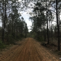 142 ac - Timberland Hunting Tract - PRICE REDUCED images 2
