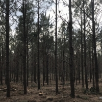 142 ac - Timberland Hunting Tract - PRICE REDUCED images 3