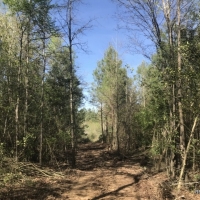 142 ac - Timberland Hunting Tract - PRICE REDUCED images 4