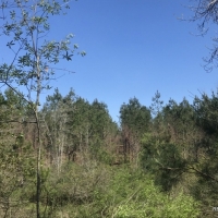 142 ac - Timberland Hunting Tract - PRICE REDUCED images 5