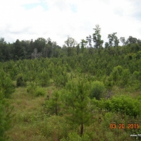 40 ac - Pine Plantation Hunting Tract - PRICE REDUCED images 5