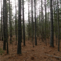 North Butts Co. near McDonough images 3