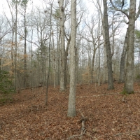 North Butts Co. near McDonough images 6