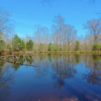Pastureland Timber and 3 Ponds