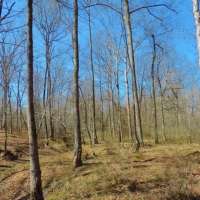 Pastureland Timber and 3 Ponds images 5