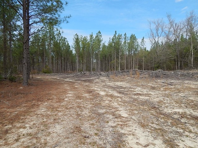 Creek Bottom Planted Pines featured image