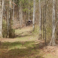 Creek Bottom Planted Pines images 2