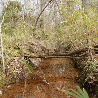 Creek Bottom Planted Pines images 3