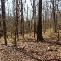 Creek Bottom Planted Pines images 4