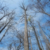 Creek Bottom Planted Pines images 5