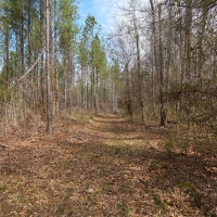 Creek Bottom Planted Pines images 6