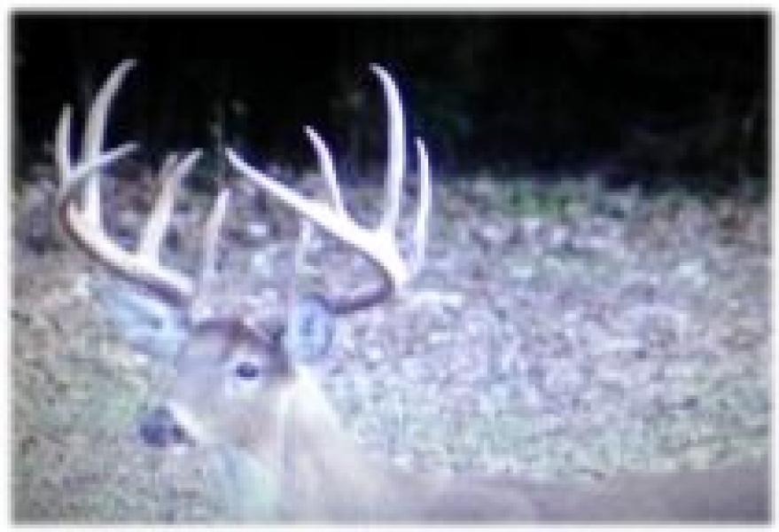 One Equity Share of Montgomery Island Hunting Club in Desha County AR