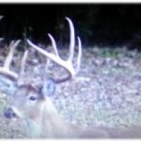 One Equity Share of Montgomery Island Hunting Club in Desha County AR