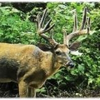 One Equity Share of Montgomery Island Hunting Club in Desha County AR images 4